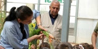 Osmangazi'de Minik Eller Toprakla Buluştu: Çocuklar Üretim Sürecini Serada Öğreniyor!