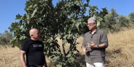 Mudanya'da incir hasadı heyecanı: Başkan Deniz Dalgıç üreticilerle buluştu