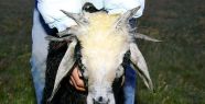 6 Boynuzlu Kuzu Şaşırtmaya Devam Ediyor!