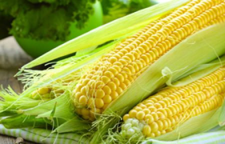 Türkiye'de Yetiştirilen Mısırlarda GDO Yok!