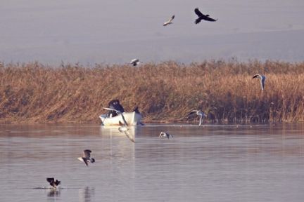 Uluabat Gölü'nde Kuşlar Yemlendi!